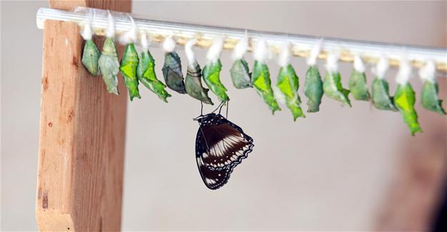 Butterfly park struggles to find butterflies in Turkey’s Antalya