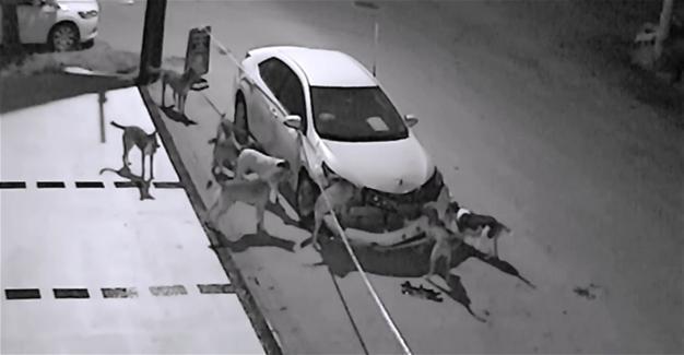 Reason for attack by stray dogs may be revenge: Vet