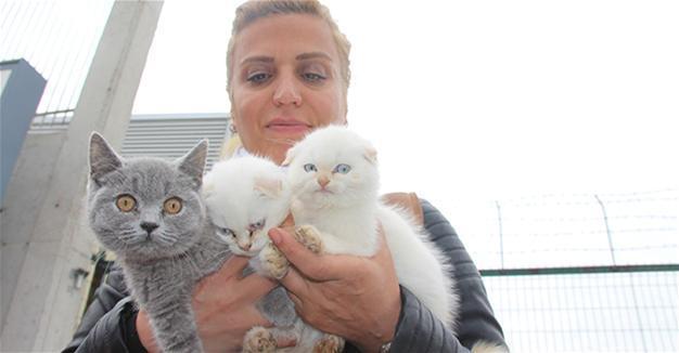 Animal activists buy kittens seized at Bulgarian border in auction