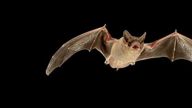 Store to take measures after bat incident in Istanbul