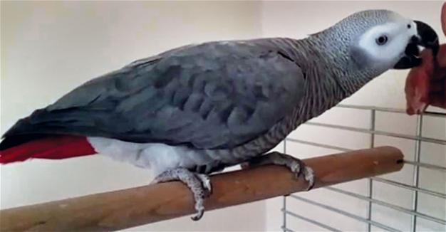 Parrot trapped in shuttered news agency in Turkey