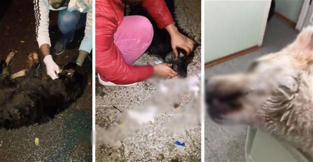Municipality denies poisoning stray dogs after social media furore