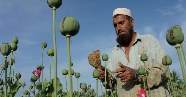 Afghan opium cultivation jumps 10% in 2016, UN says