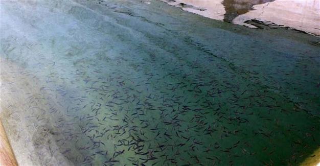 Turkey exports fish to 15 countries from landlocked Kahramanmaraş province
