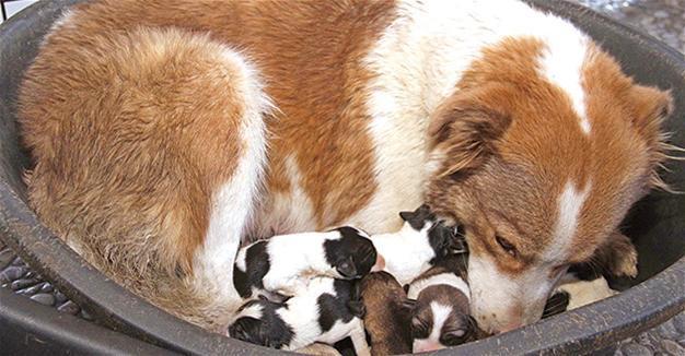 Tunnel pups taken under protection in Turkeys Kocaeli