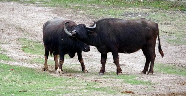 Turkey’s water buffalo population sees sharp drop