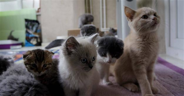 No buyers found for kittens, puppies stuck in customs in Turkeys Edirne
