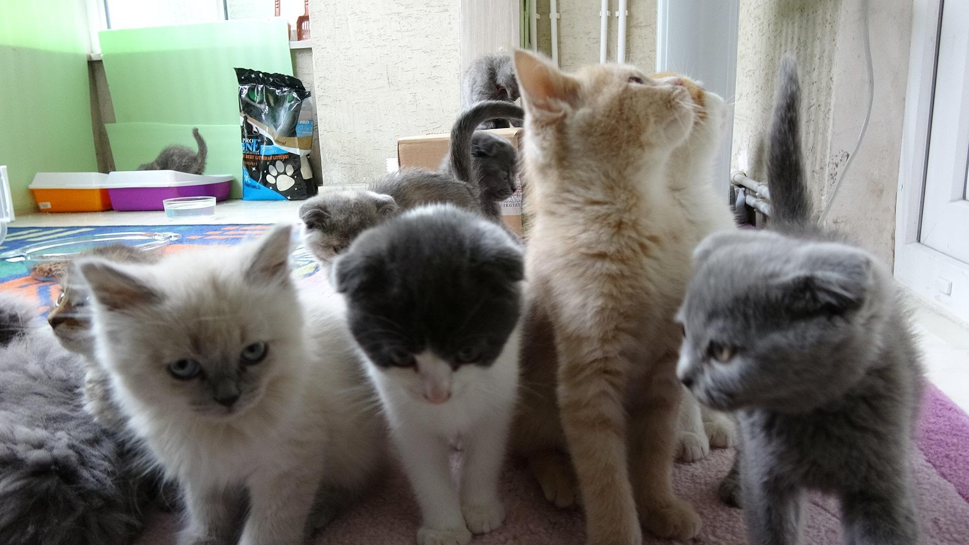 No buyers found for kittens, puppies stuck in customs in Turkeys Edirne