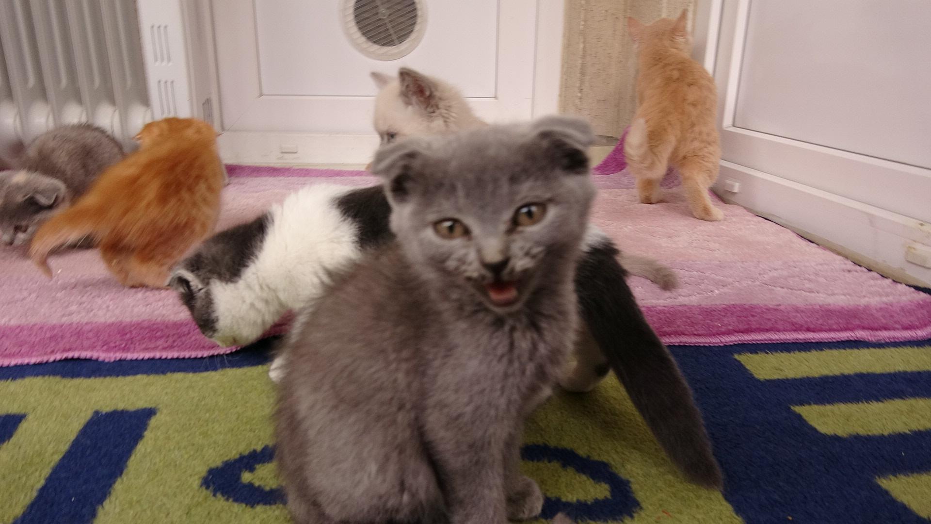 No buyers found for kittens, puppies stuck in customs in Turkeys Edirne