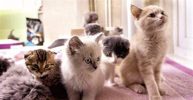 HAYTAP wins tender for kittens, puppies smuggled into Turkey