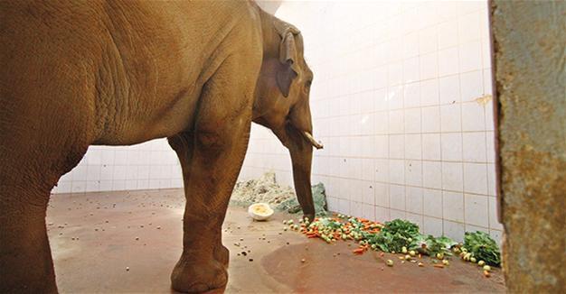 Gaziantep Zoo prepares special winter menu for animals