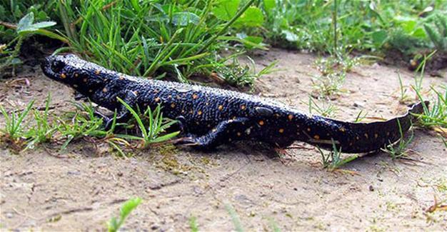 New reptile subspecies discovered in Tunceli
