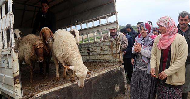 57 sheep found in minibus suspected of carrying bombs in Turkey’s south