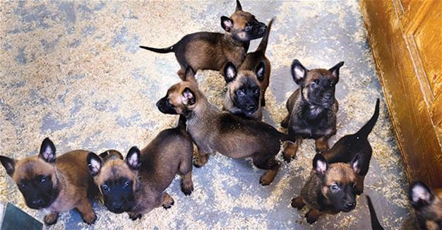 Bosnian ‘minehunter’ dogs saving lives across the world