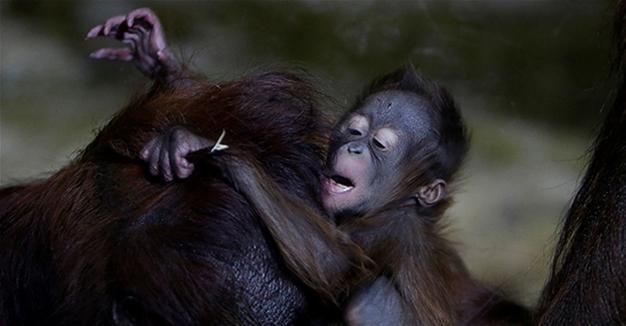 Baby orangutan entertains visitors to Czech zoo