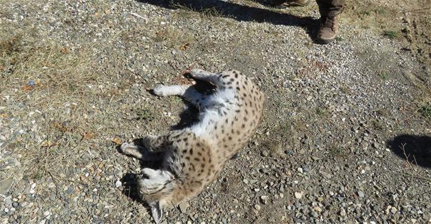 Another lynx shot dead in Turkey’s Erzincan