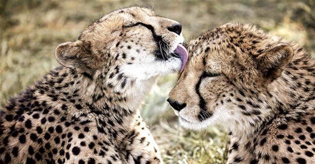 Race to save the cheetah as extinction threat revealed