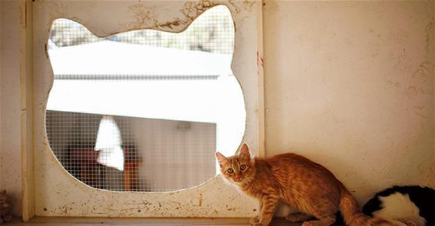 Greek Cypriot volunteers struggle to feed soaring cat population