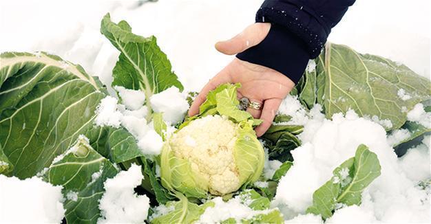 Fresh fruit, vegetable prices skyrocket in Turkey amid harsh winter conditions