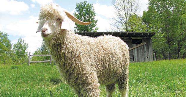 Turkey’s first sperm bank for goats founded