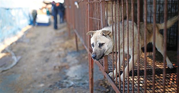 Raised for meat, dogs head for new homes