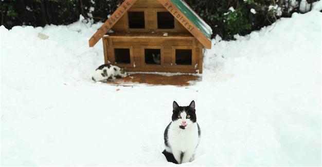 Municipalities mobilize to protect stray cats from winter weather in Istanbul