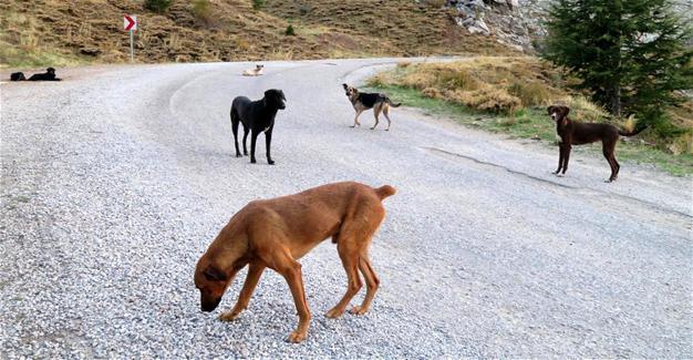Abandoned dogs struggle for life in Turkey’s south