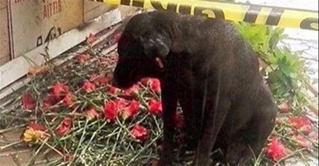 Dog of police officer killed in İzmir attack waits for his return