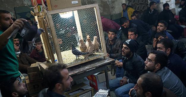 Prized pigeons fetch high prices at famed Turkish auction