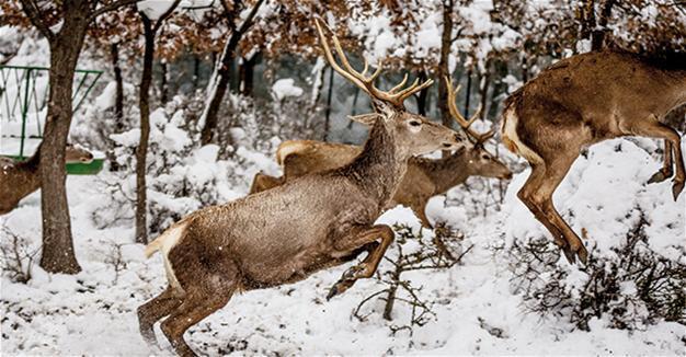 Deer numbers increase eightfold in Uludağ University project