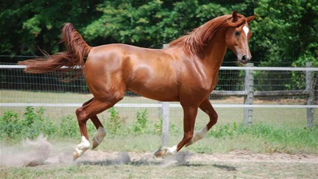 Turkish man arrested after stealing horse ‘to pass kidney stone’