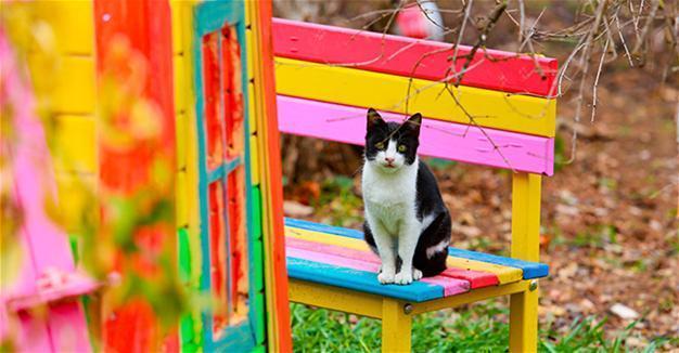 Volunteers set up village for stray cats in Turkey’s Antalya