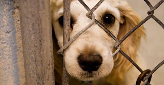Humans, animals need same affection, says Turkey’s Religious Affairs Directorate