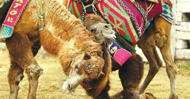 Aegean camels wrestle for charity