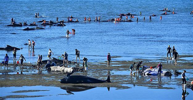 New Zealand beached whale crisis ‘over’ say rescuers