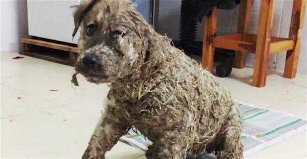 Puppy covered in mud and glue found at point of death in Istanbul