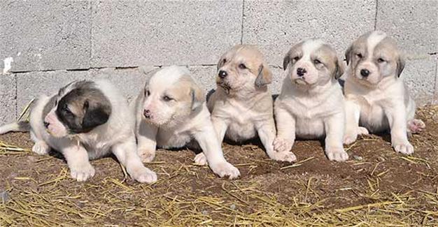 Visitors admire new-born puppies in Turkey’s Aksaray