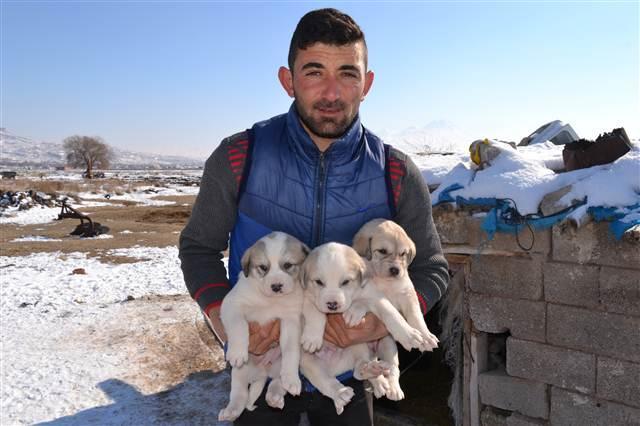 Visitors admire new-born puppies in Turkey’s Aksaray