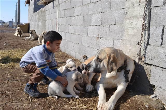 Visitors admire new-born puppies in Turkey’s Aksaray
