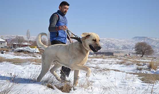Visitors admire new-born puppies in Turkey’s Aksaray