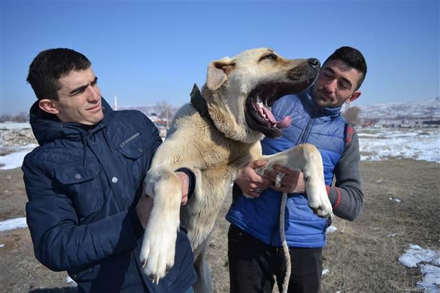 Visitors admire new-born puppies in Turkey’s Aksaray