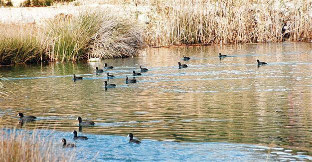 Santa Claus sanctuary home to birds