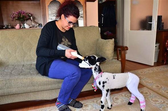 Family in Turkey’s Manisa adopts motherless 15-day-old lamb