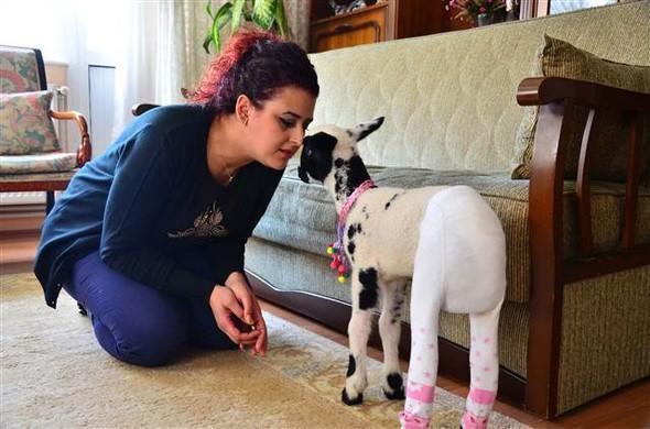 Family in Turkey’s Manisa adopts motherless 15-day-old lamb