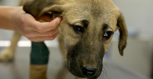 Turkish high school robotics team gets invitation from Stanford after developing device to rescue trapped puppy