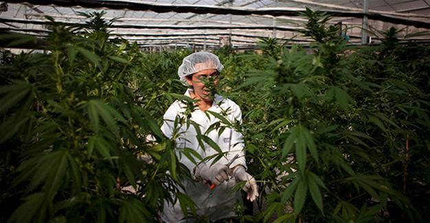 Israel gives green light to decriminalize marijuana use