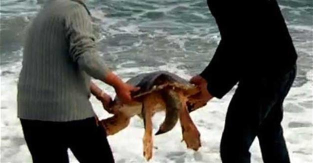 Locals save life of stranded caretta caretta turtle in Turkey’s Muğla