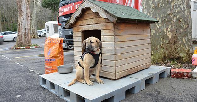 Puppy famed for being rescued from well in Istanbul after 10 days falls sick