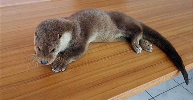 Rare injured otter receives treatment in Turkey’s Tunceli