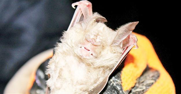 Endangered bat found in Hatay